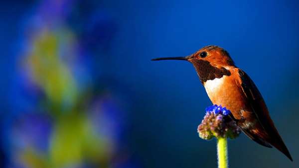 WordPress企业产品展示商城主题Fruit